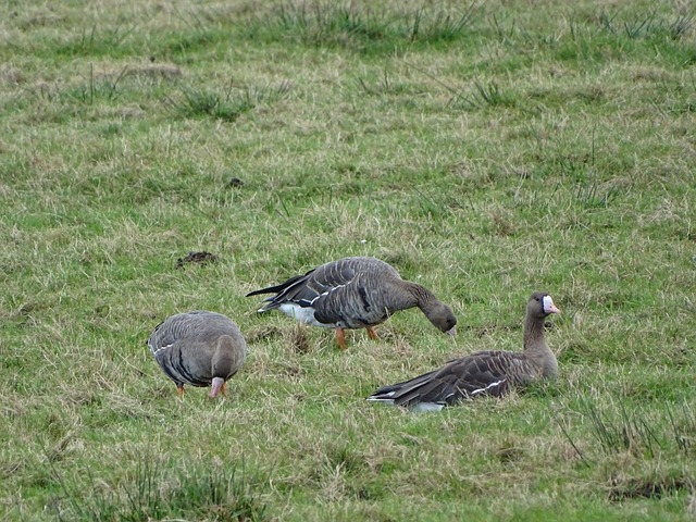在当今的欧 在当今的欧
